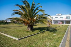 a palm tree in the grass in front of a building at Solidago Residence in Tirrenia