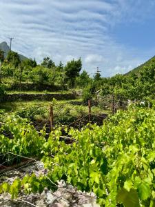 Paesaggio naturale nelle vicinanze dell'affittacamere