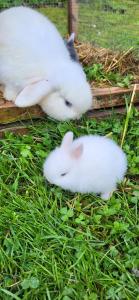 two white rabbits are sitting in the grass at D&B staycation Resort in Niedenstein