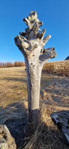 un tronco de árbol en medio de un campo en Hagi 2 Road 62 nr 1, en Hagi
