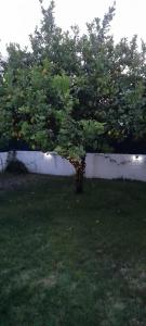 an orange tree in the middle of a yard at Poolemonhouse in Fernao Ferro