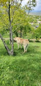 Gallery image of Warm House in Vardanavan