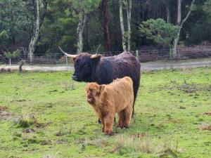 a cow and a calf standing in a field at Ruby's Cottage Farm Stay in Port Arthur
