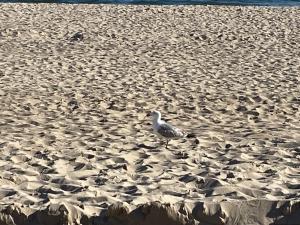 a bird standing on the sand on a beach at Apartament Przy Plaży in Władysławowo