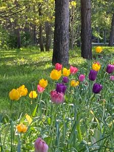 a field of colorful tulips in a park at Apartament Przy Plaży in Władysławowo