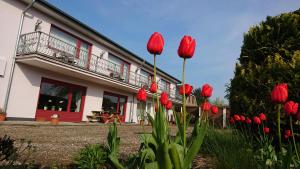 a bunch of red tulips in front of a building at boardinghouse Kappeln by team SchleiFee - Studio Apartments mit Pantryküche in Kappeln