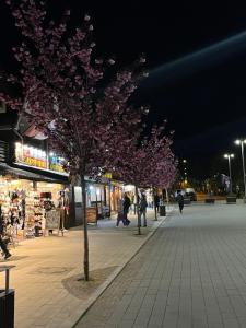a tree with pink flowers on a sidewalk at night at Apartament Przy Plaży in Władysławowo +10 photos