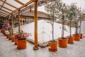 Zahrada ubytování Hotel Casa Alquimia