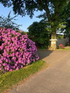 un arbusto de flores rosas al lado de una carretera en Unter Den Eichen, en Bötersen