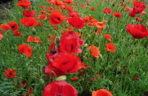 a field of red poppies in a green field at Casuta Artar - Therme & Aeroport Otopeni in Corbeanca