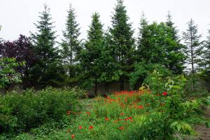 un jardin avec des fleurs rouges devant les arbres dans l'établissement Casuta Cires - Therme & Aeroport Otopeni, à Corbeanca