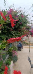 um ramo de flores vermelhas num jardim em Seaside Apartment 2 em Emborios