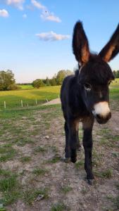 Zwierzęta zatrzymujące się w obiekcie Siedlisko Bogdanka