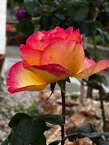 una rosa rosa y amarilla en un jardín en Villa Pasquale Capri en Capri
