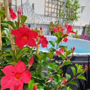 un groupe de fleurs rouges devant une piscine dans l'établissement Le Petit Patio, à Aigues-Mortes