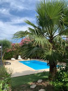 un palmier à côté d'une piscine dans l'établissement Villa paradis, à Fréjus
