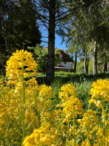 a field of yellow flowers with a house in the background at Cicha Dolina in Cisna