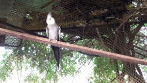 a bird sitting on top of a wooden pole at Pousada Paraíso das Orquídeas in Nova Santa Medianeira