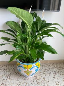 a plant in a colorful pot sitting on a counter at Sabina's House in Acciaroli