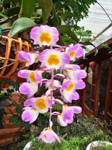 Zahrada ubytování Dang Khoa Garden Inn Homestay