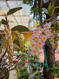 Zahrada ubytování Dang Khoa Garden Inn Homestay