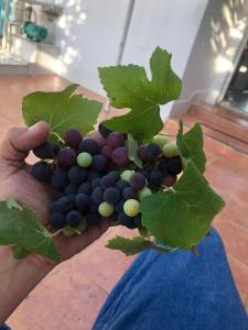 a person holding a bunch of grapes in their hand at HOTEL COLONIAL in Barrancabermeja