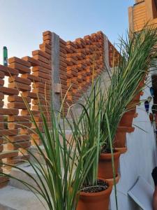un groupe de plantes en pot assis à côté d'un mur de briques dans l'établissement Espectacular villa Playa Tierra Blanca - 20 min Zicatela, à Tlachicón