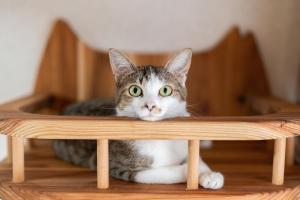 Domácí mazlíčci ubytovaní s hosty v ubytování ねこ蔵の宿 飛騨