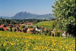 a field of yellow flowers with a mountain in the background at Ferienwohnung Almwiesen in Obermaiselstein