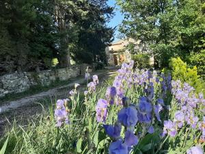 un montón de flores púrpuras en un jardín en Mas de "La Garcine", en Mazan