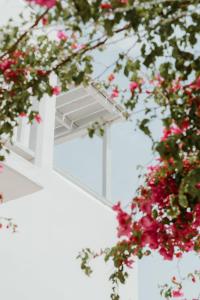 Zahrada ubytování Mr and Mrs White Paros