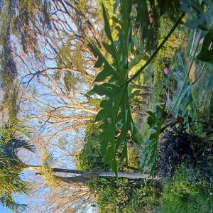 a reflection of the sky in the water with plants at Finca Magdalena Eco Lodge in Balgue