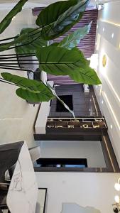 a large green leafy plant hanging from a ceiling at Genesis Grid Homes - Ibiza Edition in Lagos