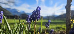 Un mazzo di fiori viola nell'erba di Ansitz Heufler a Rasun di Sopra