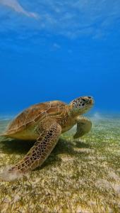 a green sea turtle swimming in the ocean at Suvaasa Inn in Omadhoo