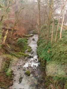 a stream in the middle of a forest with trees at Mill Top in Ambleside