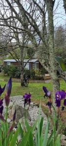 un groupe de fleurs violettes devant un arbre dans l'établissement Les Chalets de Labeaume, à Labeaume