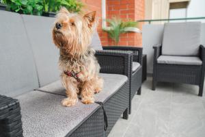 Zwierzęta zatrzymujące się w obiekcie Casa de Dinca, 2 bedroom, big balcony, free parking zone