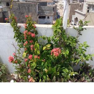 Villa diam la paix في Guediawaye: حديقة بها زهور وردية على السياج