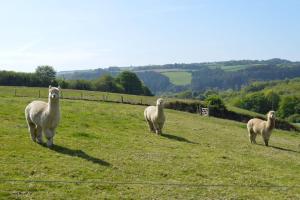 a group of sheep walking in a field at Luxury Glamping - Heydaze in Lostwithiel +12 photos