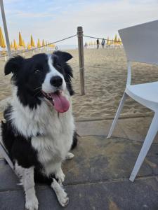 un perro blanco y negro sentado en la playa en Hotel Panorama, en Lido di Jesolo