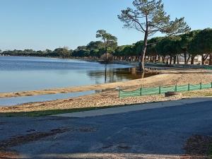 a beach with a tree next to a body of water at Pinede in Carcans
