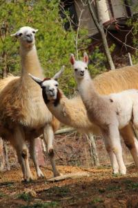 Gallery image of Seaboard Coast Line 0843 sleep in a caboose on a bison ranch in Clyde