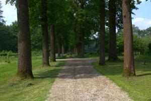 una strada sterrata attraverso una foresta con alberi di Bed&Breakfast Kasteel Den Tip a Arendonk