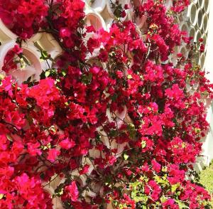 棕櫚灘海岸的住宿－Fernando Flats，墙上的一束粉红色的花