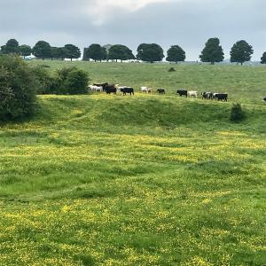 una manada de vacas pastando en un campo de hierba en The Chalet, en Beverley