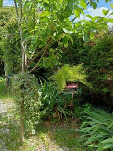 ソルフェリーノにあるB&B Porte Rosseの木と植物の庭園のベンチ