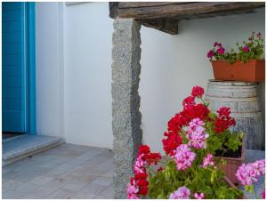 Ogród w obiekcie B&B Roseddu
