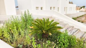 Zahrada ubytování HAYAL SUITES SANTORINI