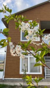 a tree with white flowers in front of a house at Malina guest house in Bosteri